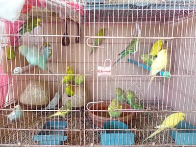 colourful budgies for sale