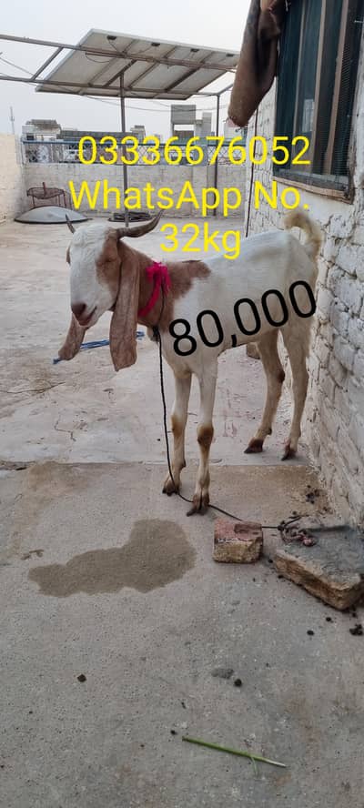 2 dant khassi 4 bakry