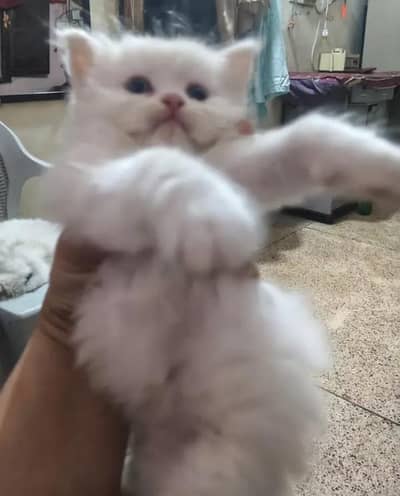 parshen kitten