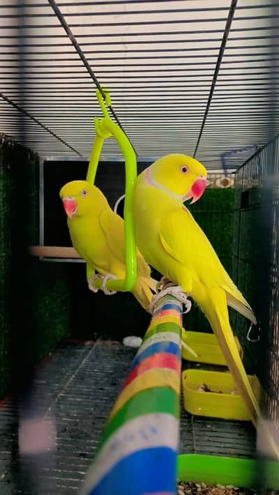 Yellow ringneck breeder pair