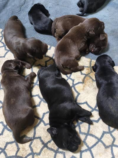 Labrador puppies