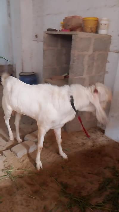 qurbani 2026 ka Bakra