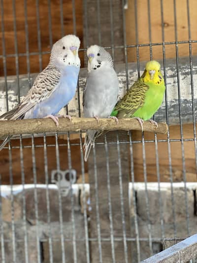 Astrallian king size pairs