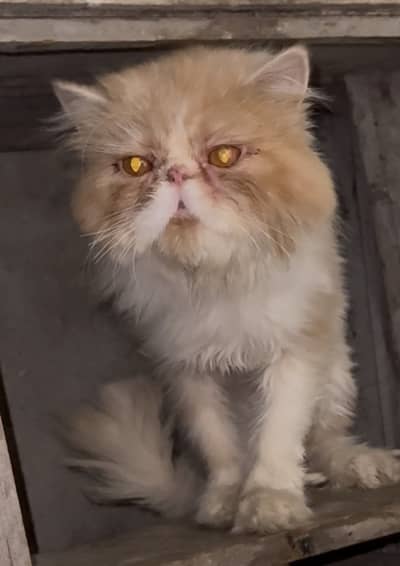 Piki Face Adult Male For sale