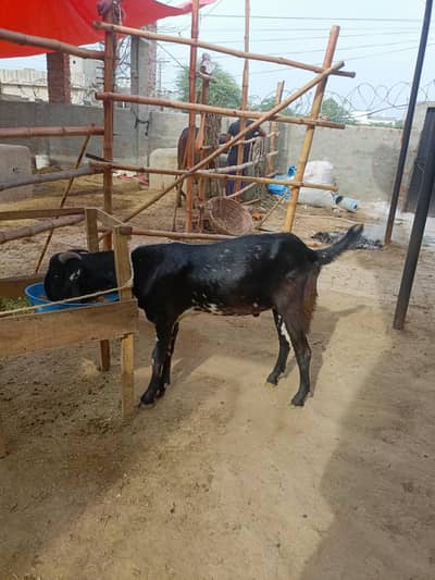 2 dant ghr ka pala howa  ha qurbani 2026
