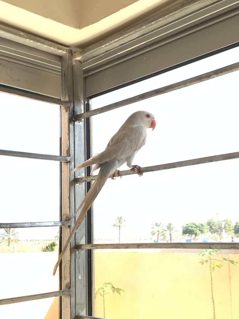 white ringneck 0