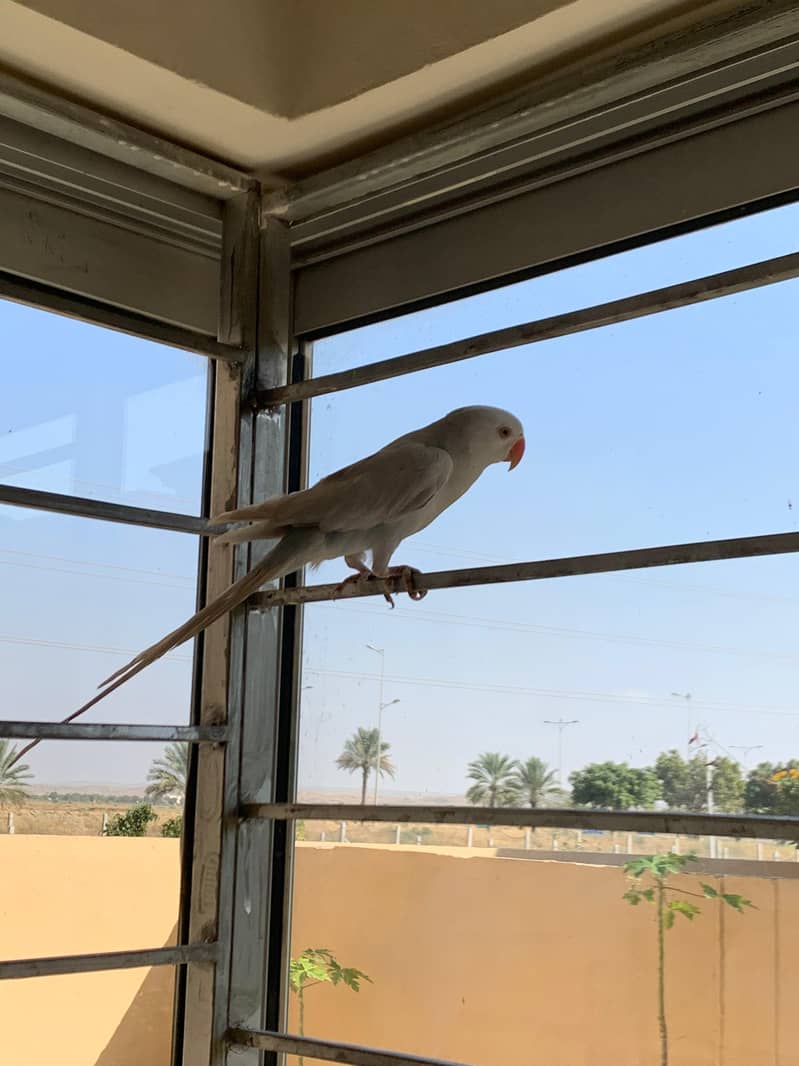 white ringneck 1