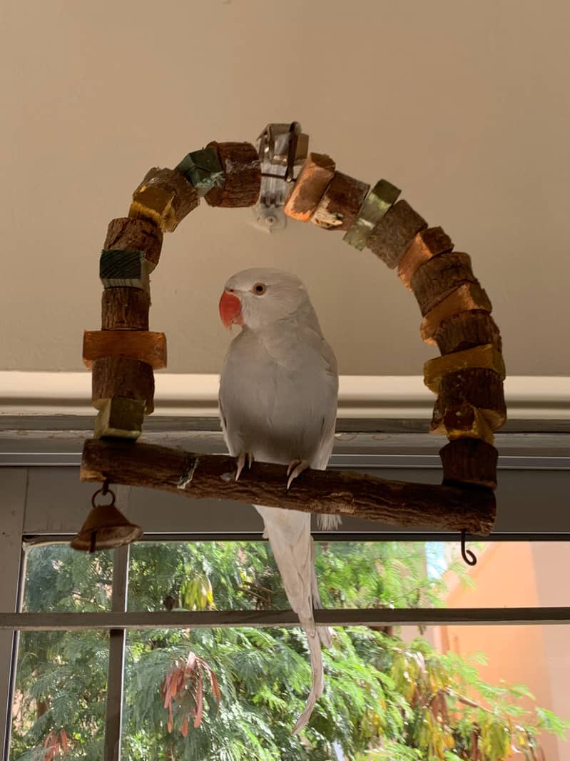 white ringneck 2
