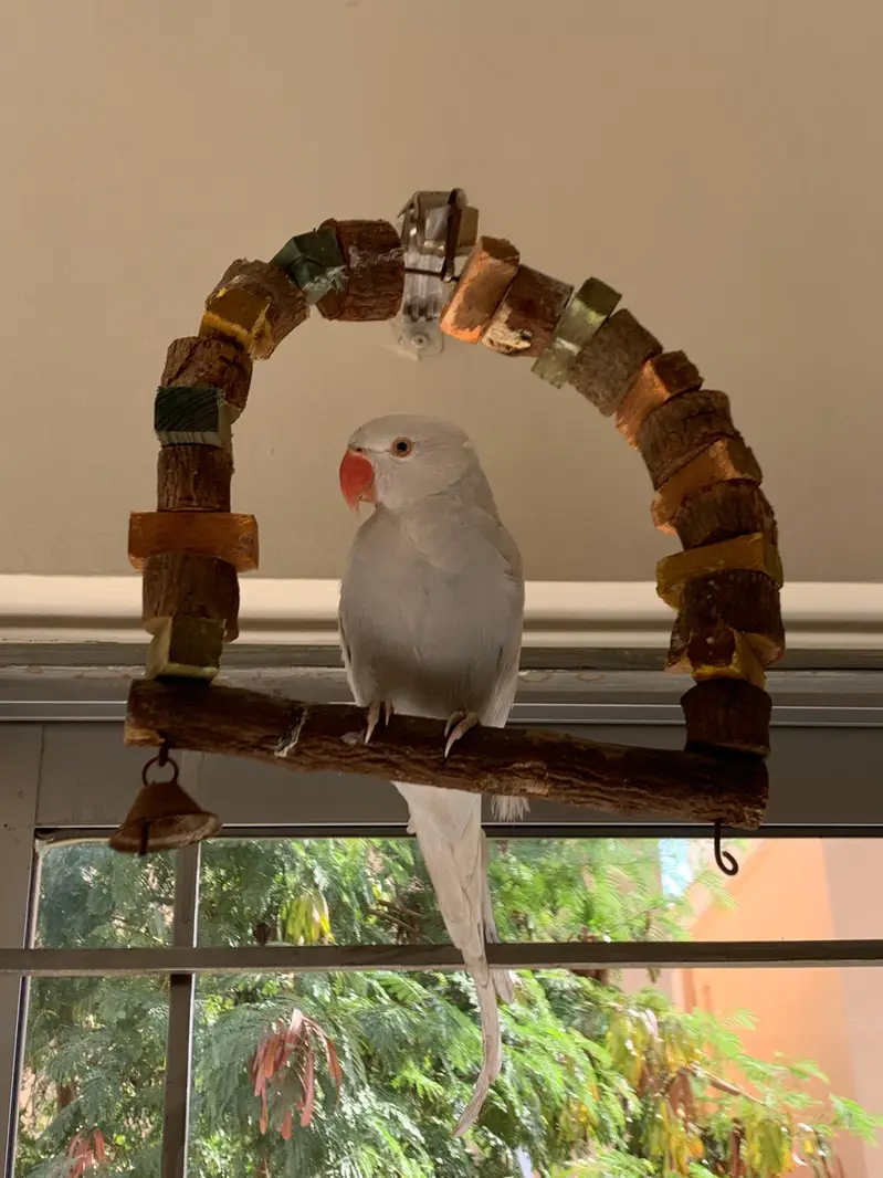 white ringneck — photo 3