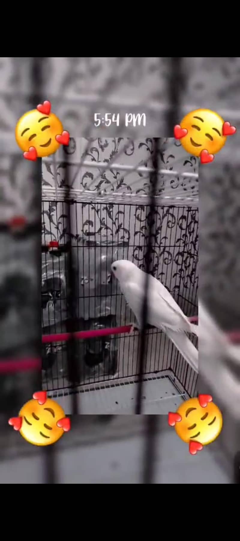 white ringneck 3