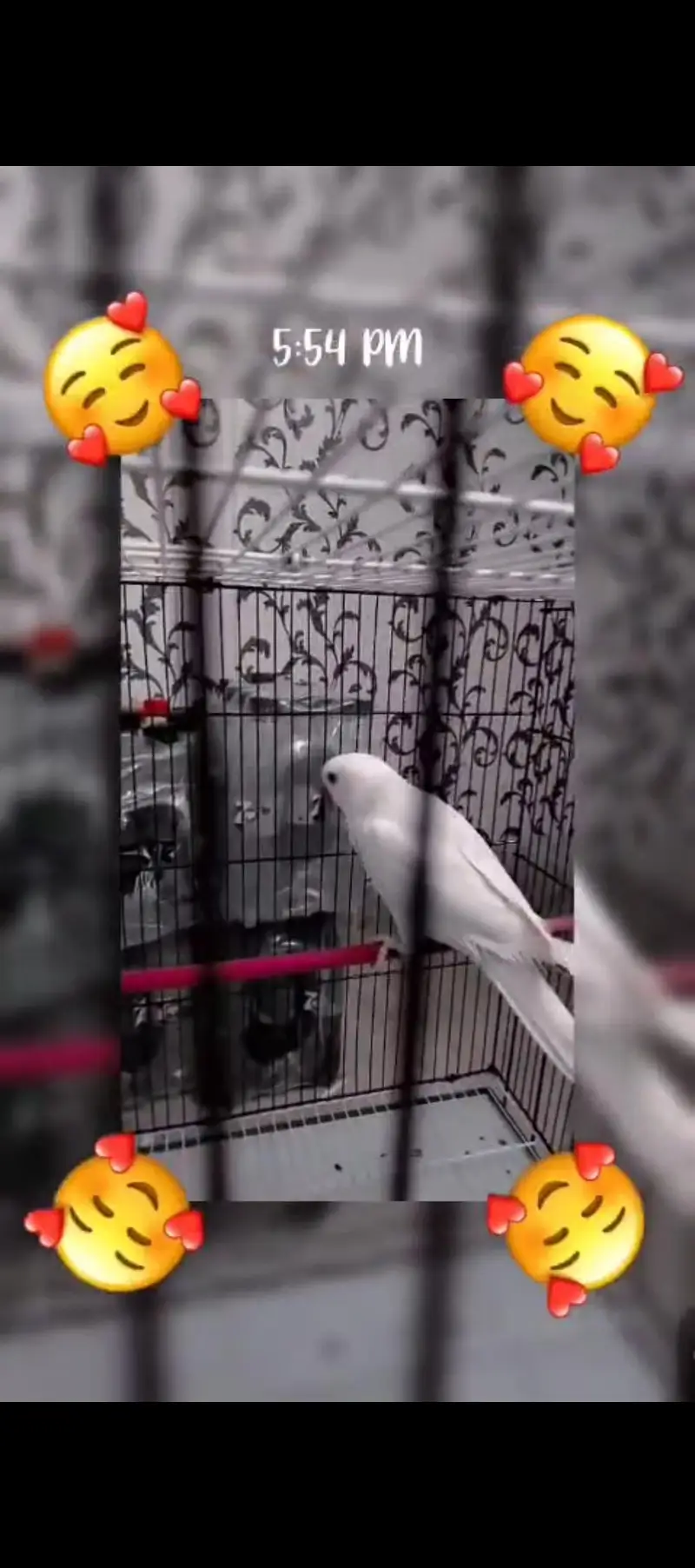 white ringneck — photo 4
