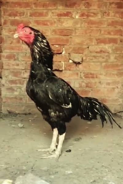 aseel kanto wali murgiya murgay available hain