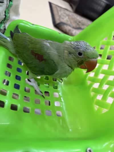 Raw parrot near to self