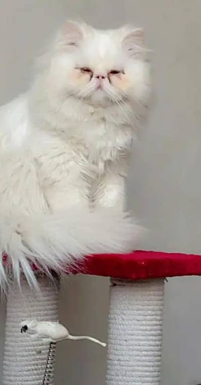 Persian Piki face MALE for stud service