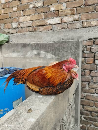 Aseel pair for sale