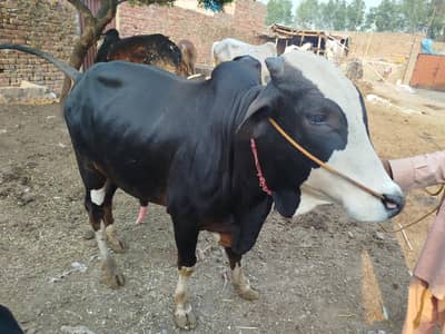 donda desi