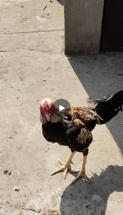 aseel tahi chicken for sale final 29k conetect number (0305 9382823)