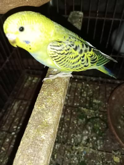 Red eyes Split Fellow Hogo & love birds