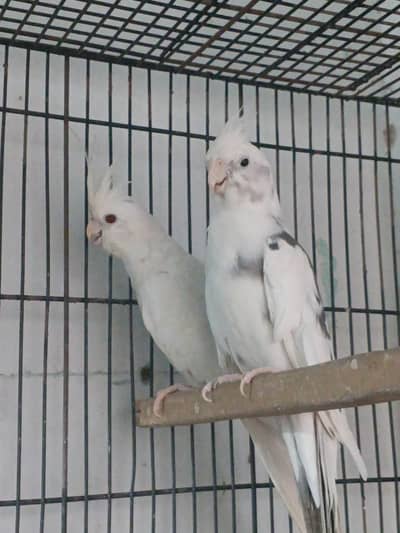 Breeder pair