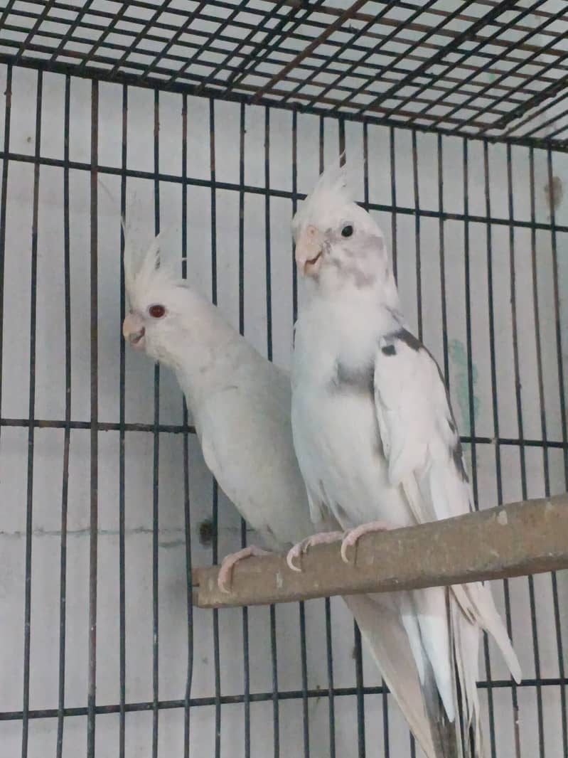 Breeder pair 0