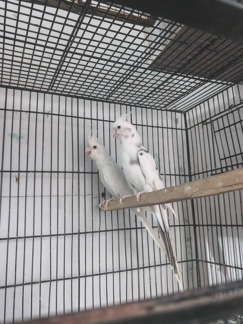 Breeder pair 1