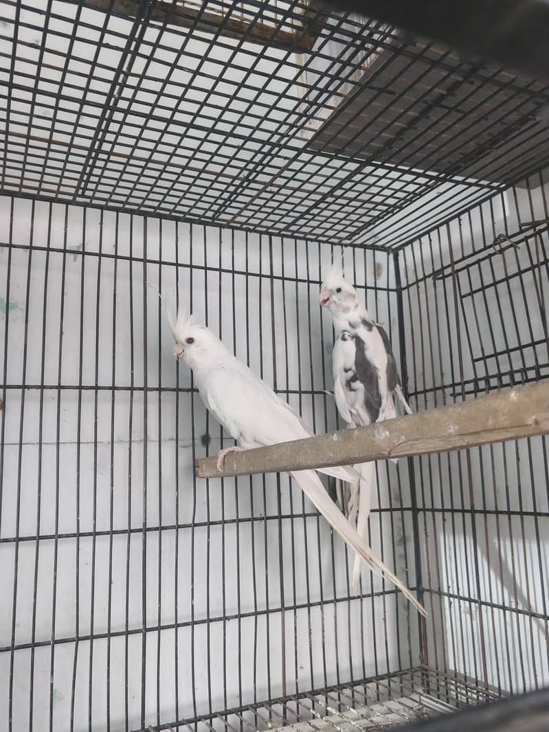 Breeder pair 2