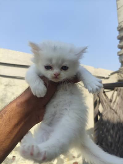 Persion male and female kittens available