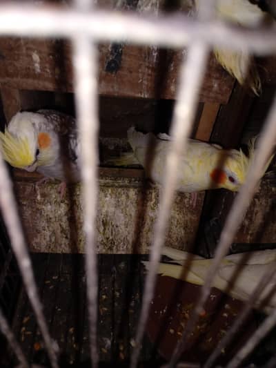 breader pair