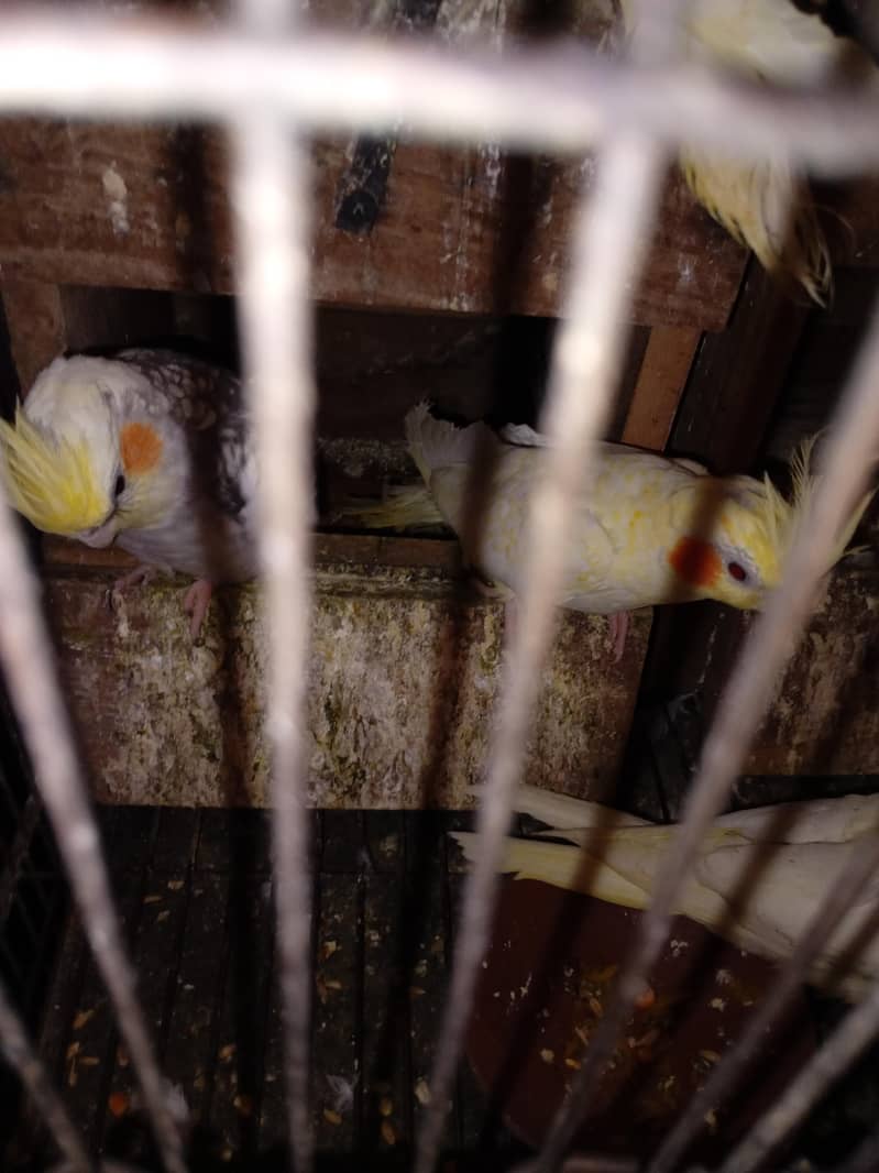breader pair 0