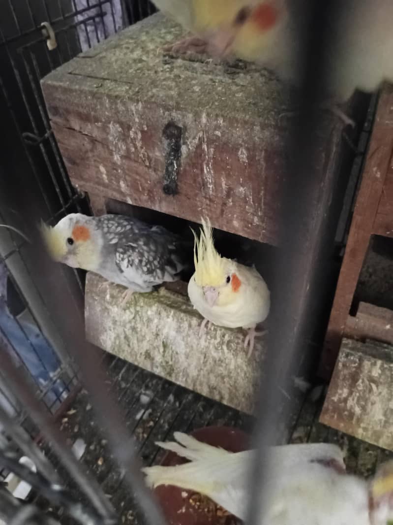 breader pair 1