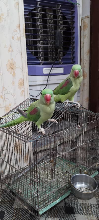 Raw parrot