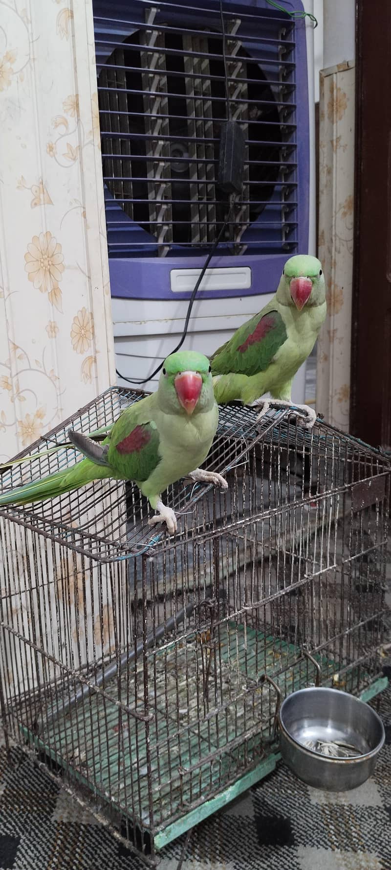 Raw parrot 0