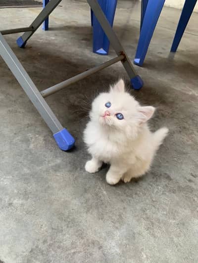Persian male kitten / Triple coated kitten / Blue Eyes male kitten/