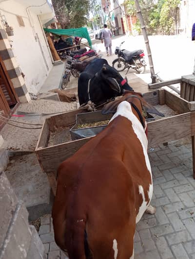 kheeri bachia available for sell