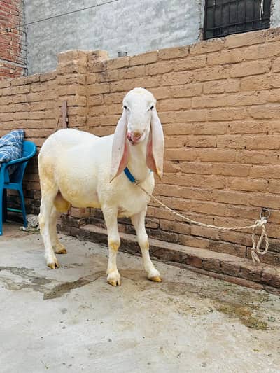 Desi Chatry Cross main