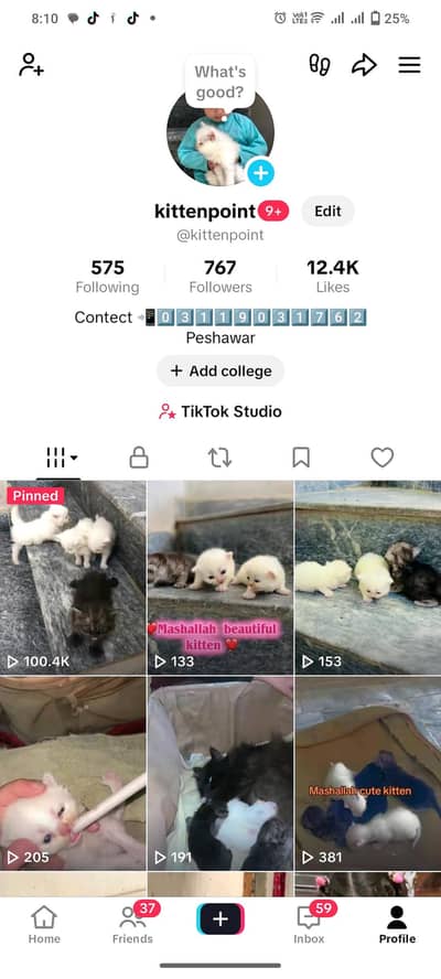 beautiful high quality Kitten available for sale very play full and cu
