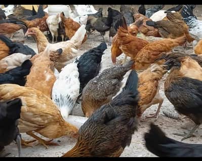 Starter Hens  for sale