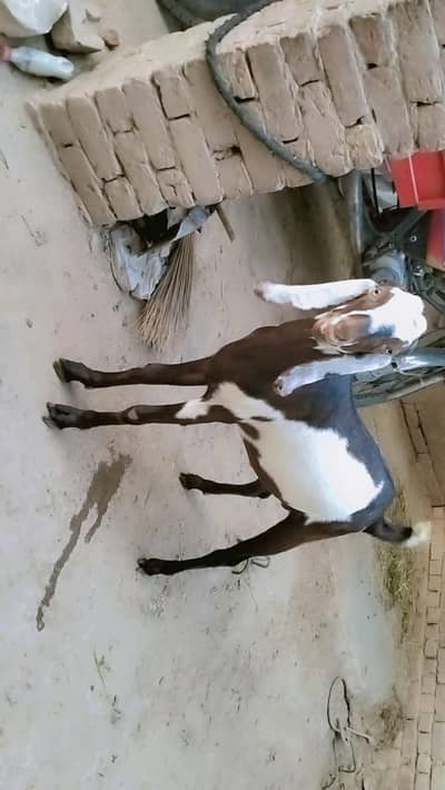 piuer dasi bakray khassi  2dant