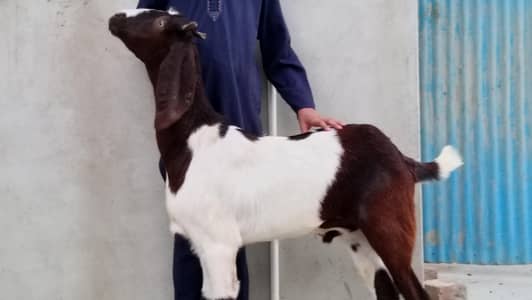 2 dant khassi Bakra heavy