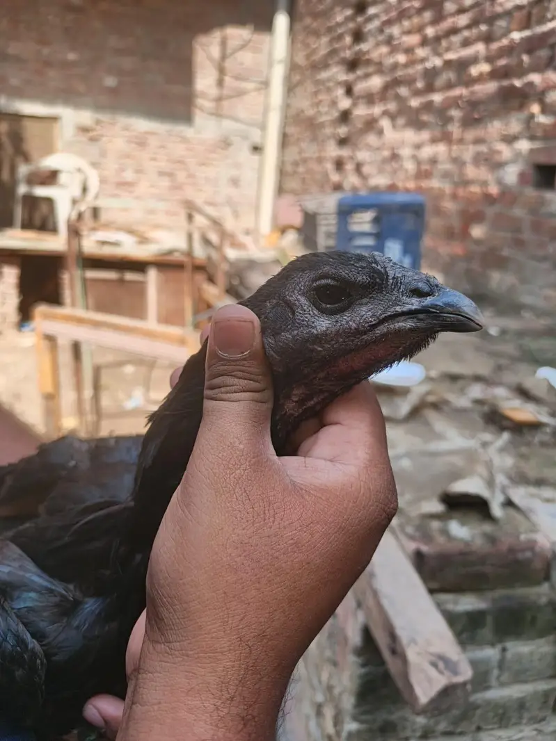 Pure Dragon female healthy and active — photo 11