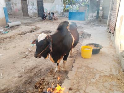 mashallah Brahman Cross Qurbani Bull 9 maan 2 daant