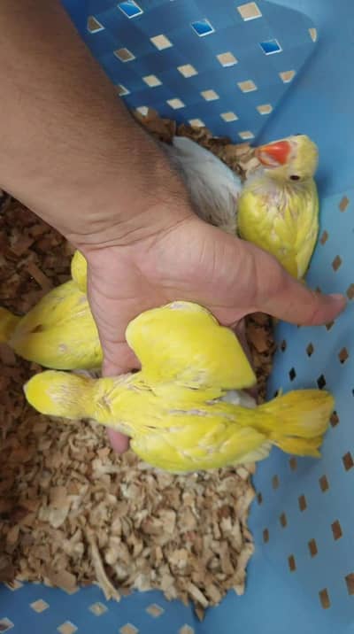 ringneck chicks
