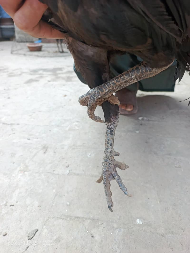 dregon patha pure 1