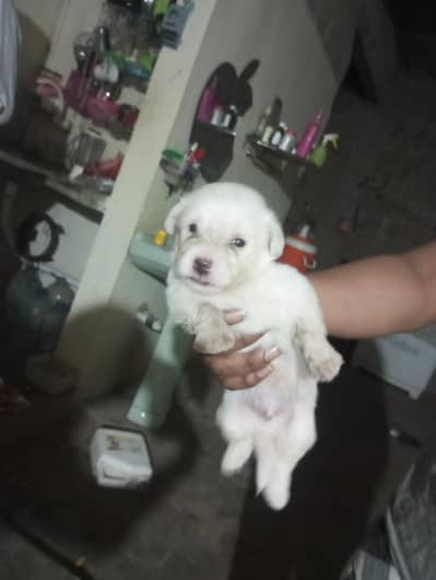 healthy puppies hai