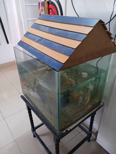 Aquarium made of good quality glass with 19 fishes