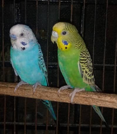 Budgies breeder pair  for sale.