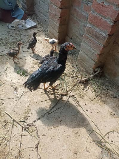 aseel patha for sale