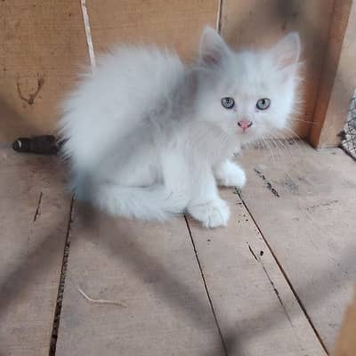 pairsian helthy and active male female kitten for sale