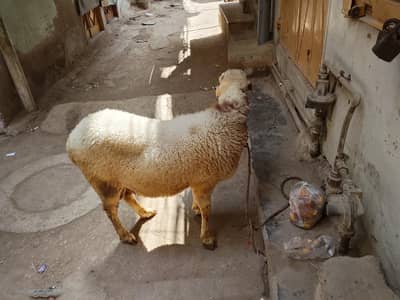 Active Goat