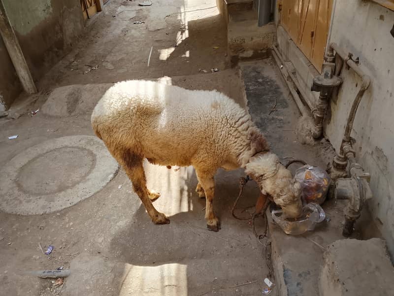 Active Goat 1